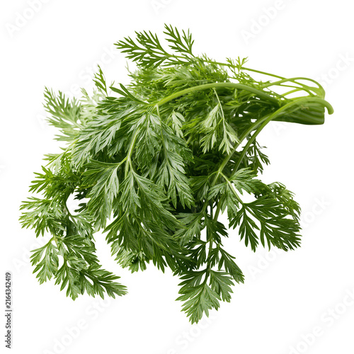 Top halm leaves from  arranged on a white background for clear visibility and focus on the details of each leaf