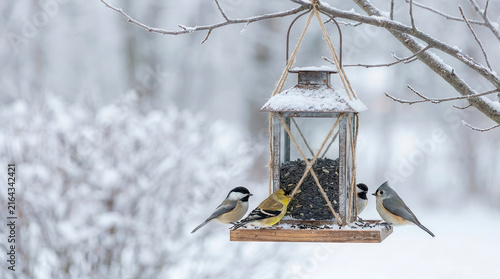 Black-capped chickadees, American goldfinch, and tufted titmouse feeding on a hanging lantern bird feeder