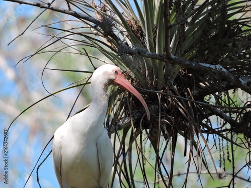 Photography White Ibis