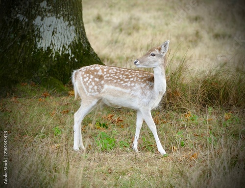 Canvas Print Fallow Deer