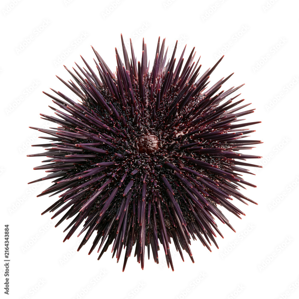 Fototapeta premium Spherical sea urchin shows numerous dark purple spines in underwater scene