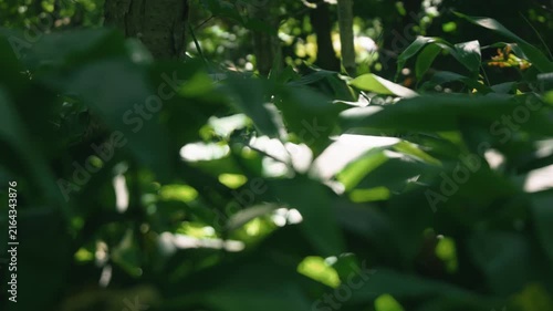 A lush green deciduous forest filled with abundant bamboo grass

