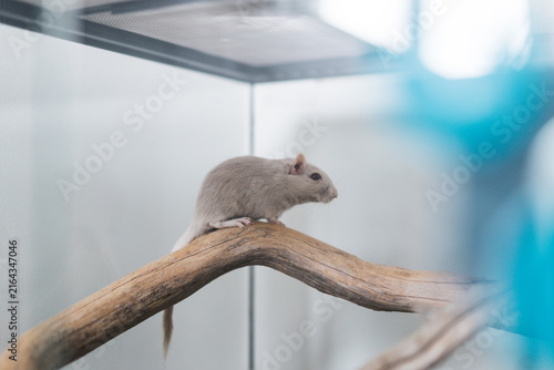 Grey mouse in terrarium