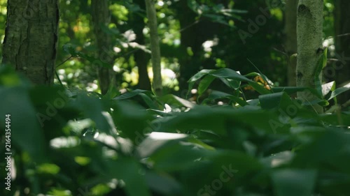 A lush green deciduous forest filled with abundant bamboo grass
