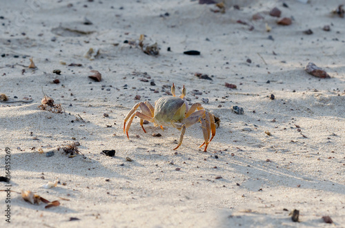 Obraz na plátně Close photo of a crab on white sand
