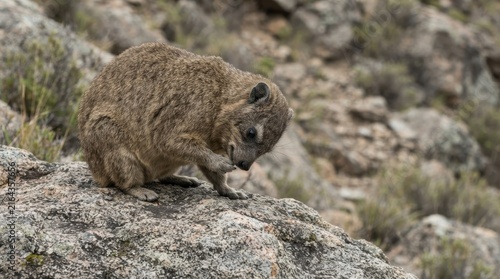 A small furry rock hyrax grooming its paws while perched on a large boulder