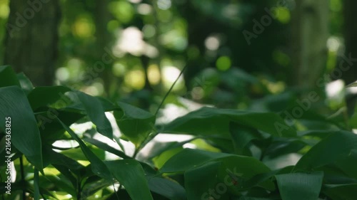 A lush green deciduous forest filled with abundant bamboo grass

