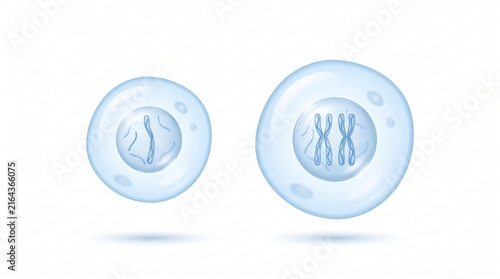 Haploid versus diploid cell comparison 3D illustration