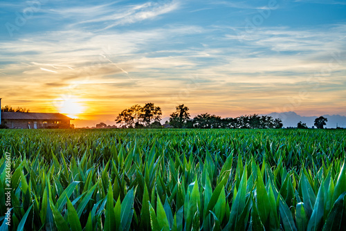Spectacular golden sunset over a corn field in Lomellina