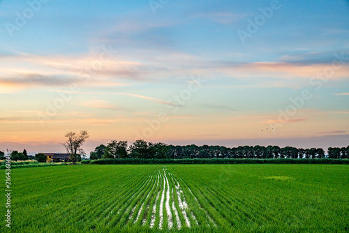 Flooded rice field rows and rural farmhouse at sunset in Lomellina