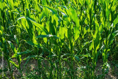 Close up detail of bright green corn plants in the sun