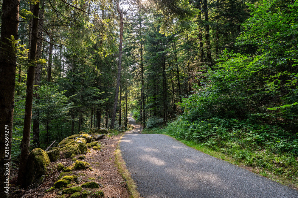 Fototapeta premium Asphalt mountain road descending into the forest of Malesco