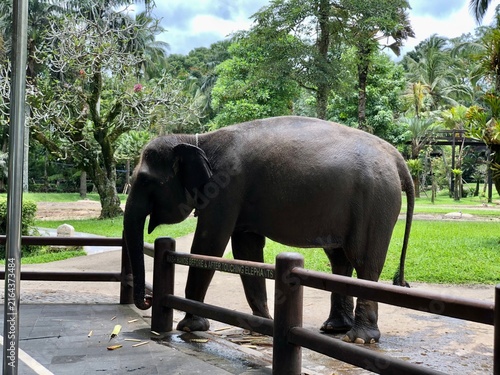 Canvas Print elephant in the zoo