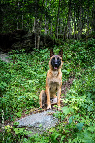 Cuadro en lienzo Belgian Shepherd Malinois dog in front pose on a wooded path