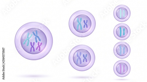 Meiosis chromosome reduction division 3D illustration