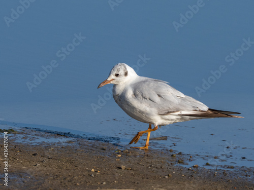 Фотография Black-headed gull - Chroicocephalus ridibundus