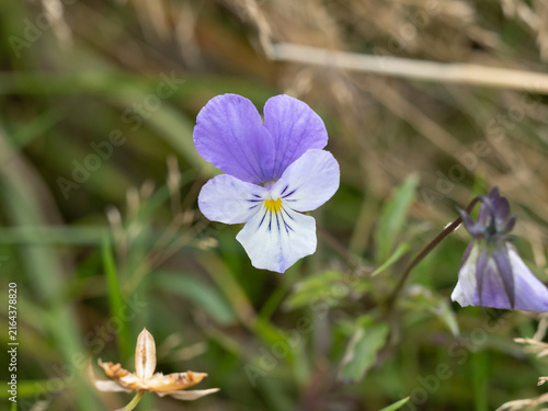 Wild violet