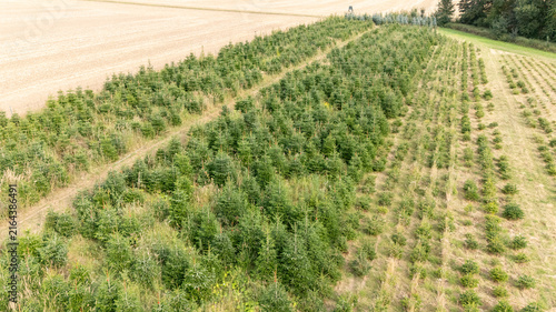 Aerial Drone View of a Christmas Tree Plantation, Evergreen Fir Tree Field Growing in Soft Natural Daylight