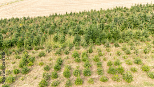 Aerial Drone View of a Christmas Tree Plantation, Evergreen Fir Tree Field Growing in Soft Natural Daylight