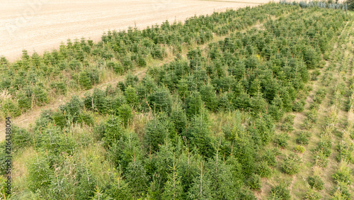 Aerial Drone View of a Christmas Tree Plantation, Evergreen Fir Tree Field Growing in Soft Natural Daylight