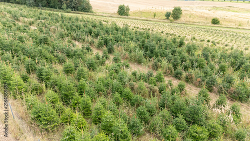 Aerial Drone View of a Christmas Tree Plantation, Evergreen Fir Tree Field Growing in Soft Natural Daylight