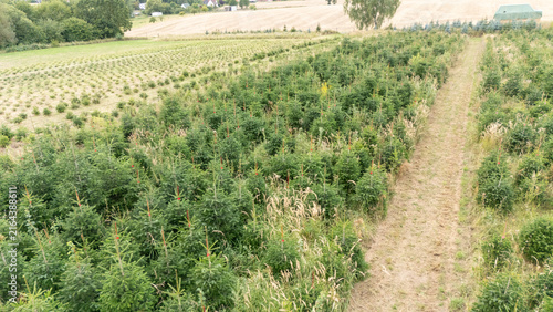 Aerial Drone View of a Christmas Tree Plantation, Evergreen Fir Tree Field Growing in Soft Natural Daylight