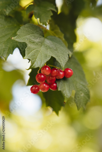 Close-up of bright red viburnum berries with green leaves