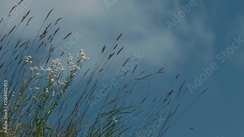 Grass swaying in the wind against a blue sky with drifting clouds
