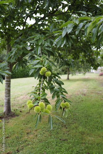 Green spiky husks hang from leafy branches. Tree stands tall in a sunlit grassy clearing. Leaves ripple gently with morning breeze. Natural, serene setting invites calm reflection