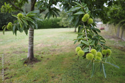 Green spiny chestnuts hang from leafy branches. Tree stands tall in a quiet, grassy garden. Sunlight softly filters through the leaves. Natural texture and color capture autumn's quiet grace