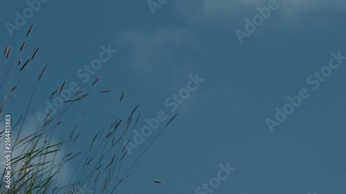 Grass swaying in the wind against a blue sky with drifting clouds

