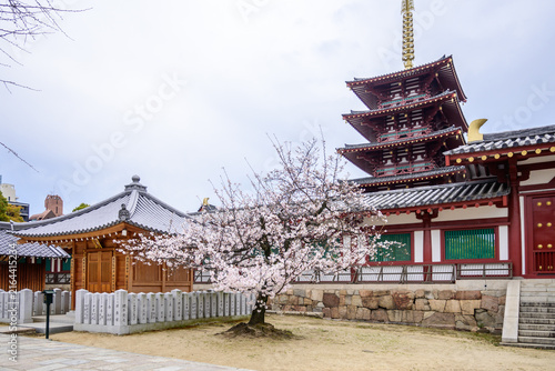 A cherry blossom tree blooms beautifully in front of the five story pagoda at Shitenno-ji Temple in Osaka, Japan. Founded in 593 AD, its Japans oldest Buddhist temple.
