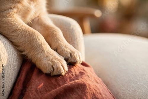 Cozy Orange Tabby Cat Relaxing on Sofa