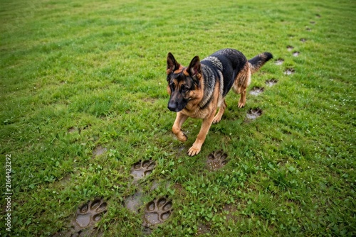 German Shepherd Dog Walking on Lush Green Grass Lawn