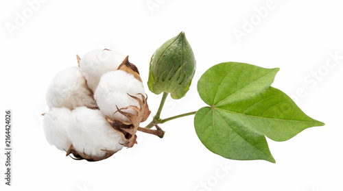 Fotografie Natural cotton boll with green leaf on white background