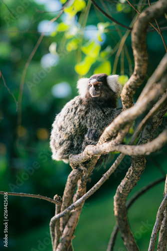 Konstfotografi Common marmoset (Callithrix jacchus) , also called white-tufted marmoset or whit