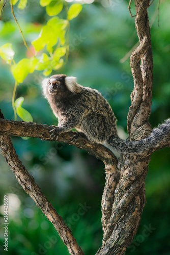 Canvastavla Common marmoset (Callithrix jacchus) , also called white-tufted marmoset or whit