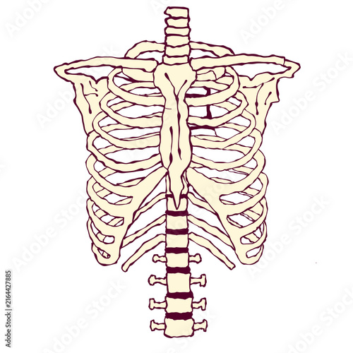 Foto Human Rib Cage and Spine Vector Illustration Medical Anatomy Education Icon