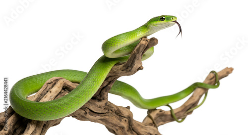 Green tree python coiled on dry branch isolated on transparent background