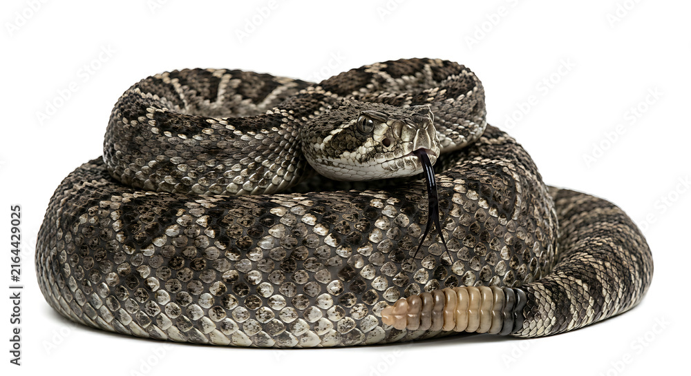 Naklejka premium A single Diamondback Rattlesnake resting with its body curleded on white background for wildlife design projects