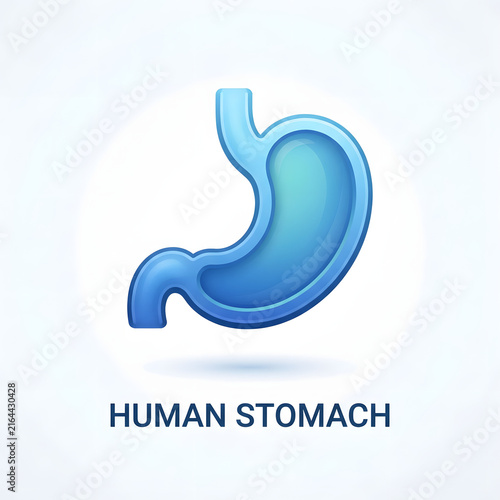 3D medical illustration of human stomach anatomy for health and science education