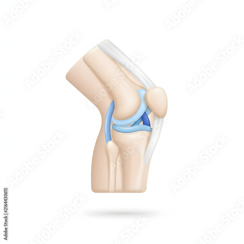 3D medical illustration of knee joint anatomy with highlighted ligaments and bones in blue