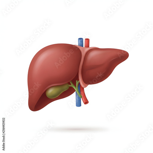 3D human liver anatomy illustration with gallbladder and bile ducts for medical use