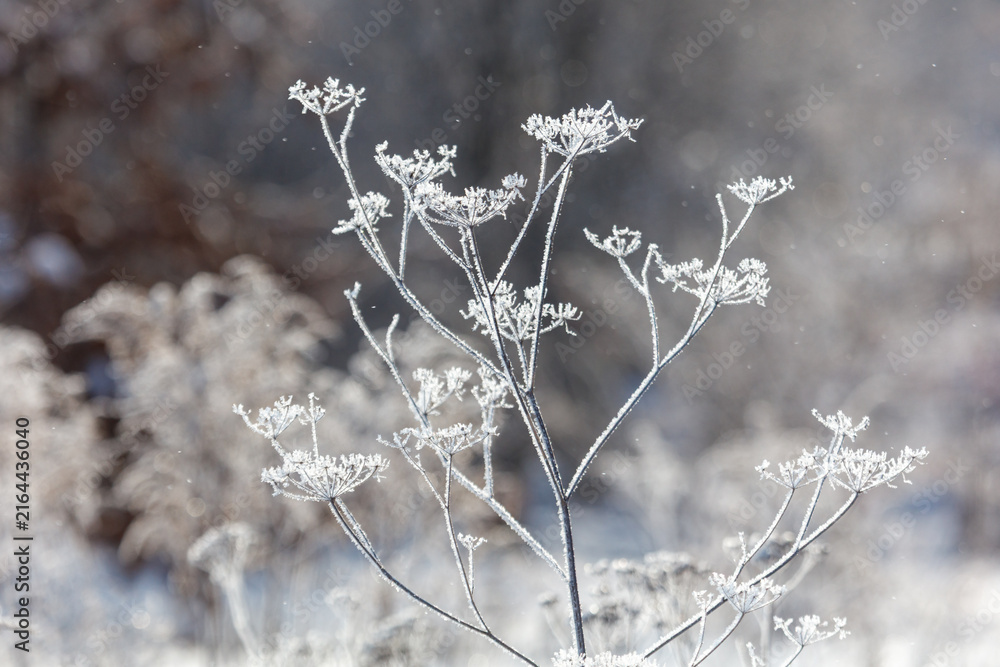 Naklejka premium Frost coats delicate plant branches in a winter landscape. Tiny ice crystals cling to slender stems and flower heads.