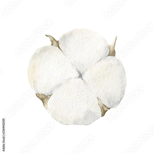 Obraz na płótnie Delicate cotton flower watercolor isolated illustration