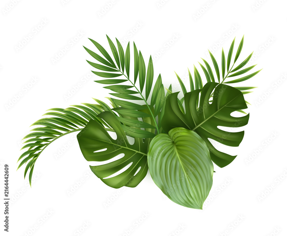 Fototapeta premium Realistic tropical green leaves composition featuring monstera, palm and hosta foliage. Lush botanical arrangement isolated on white for nature, summer, branding and design projects.