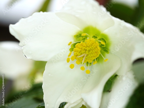 白いクリスマスローズの花の生態写真