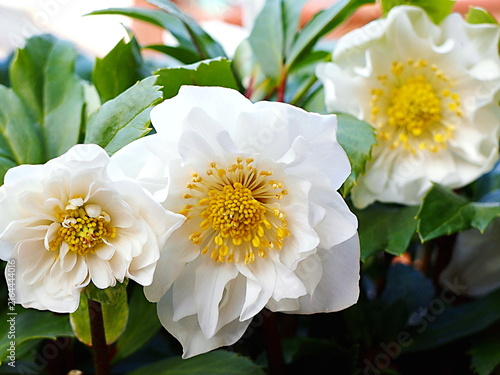 白いクリスマスローズの花の生態写真