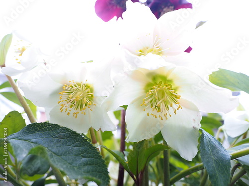 白いクリスマスローズの花の生態写真