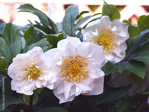 白いクリスマスローズの花の生態写真